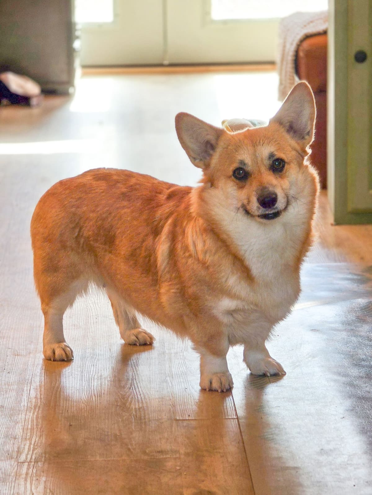 Pembroke Welsh Corgi Puppies breeder image 13