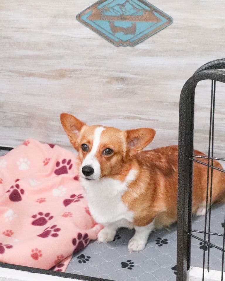 Pembroke Welsh Corgi Puppies breeder image 14