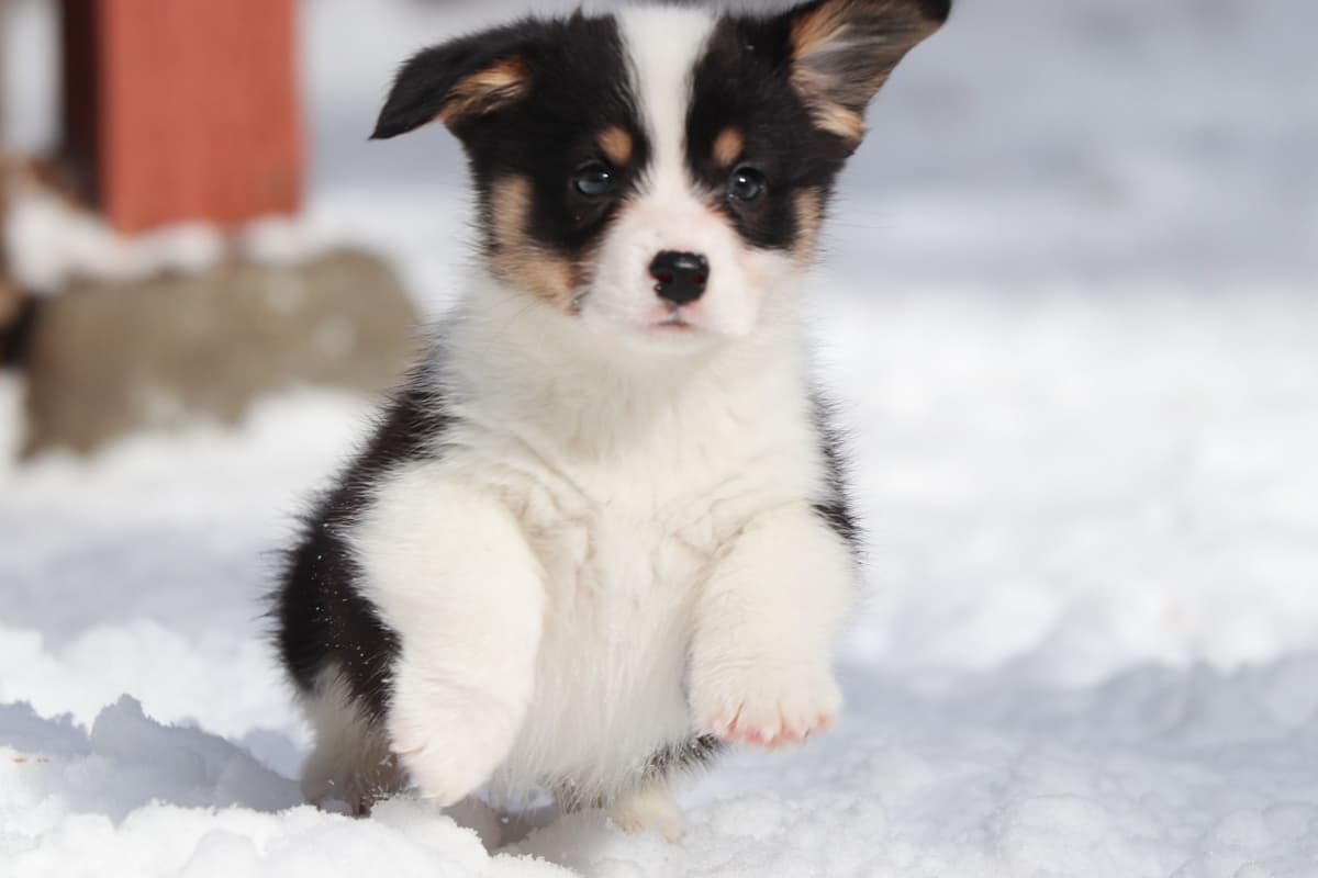 Pembroke Welsh Corgi Puppies breeder image 16