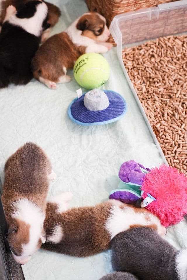 Pembroke Welsh Corgi Puppies breeder image 17