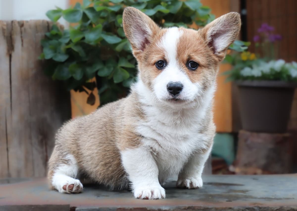 Pembroke Welsh Corgi Puppies breeder image 18
