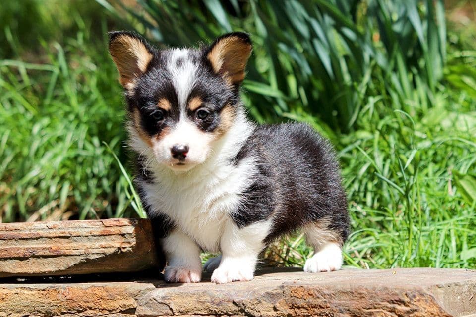 Pembroke Welsh Corgi Puppies breeder image 19