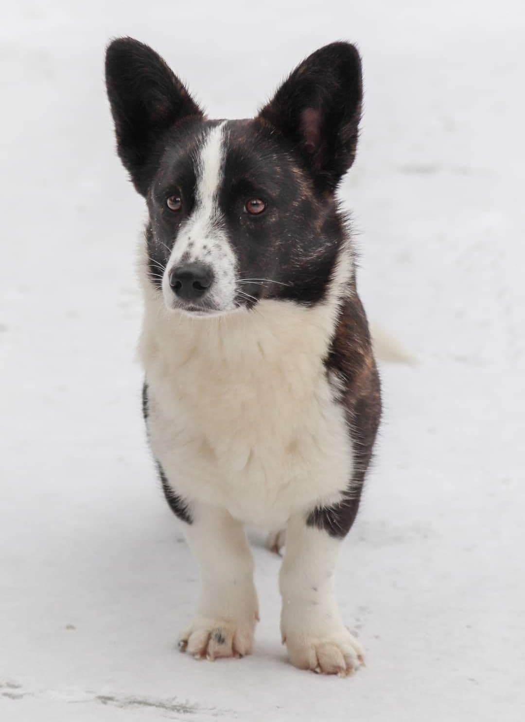 Pembroke Welsh Corgi Puppies breeder image 20