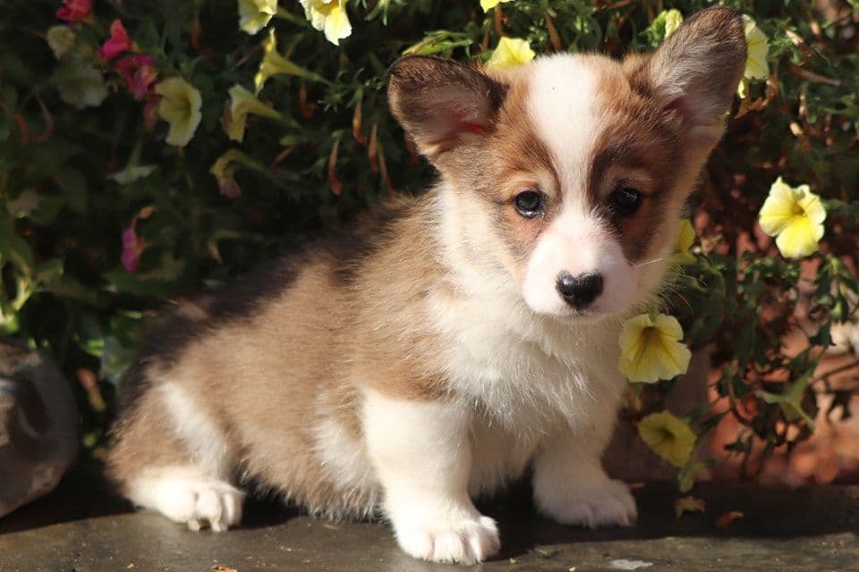 Pembroke Welsh Corgi Puppies breeder image 21