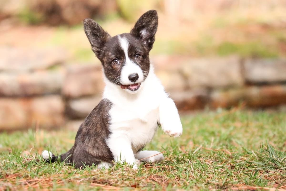 Pembroke Welsh Corgi Puppies breeder image 23