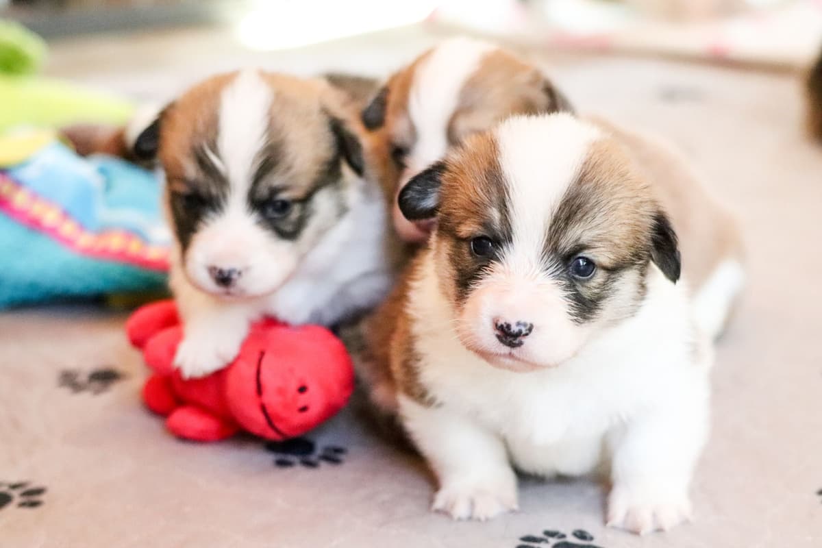 Pembroke Welsh Corgi Puppies breeder image 24