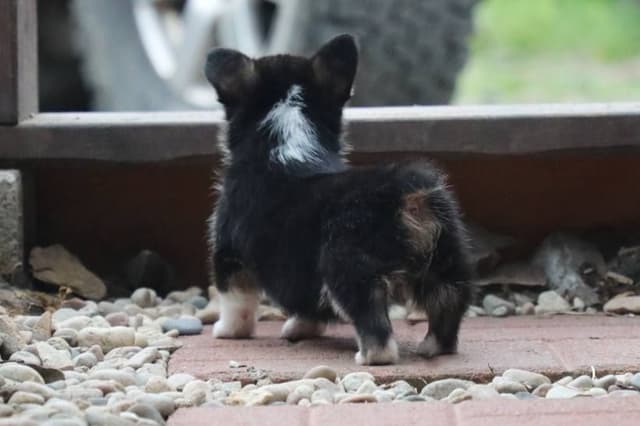 Pembroke Welsh Corgi Puppies media 2