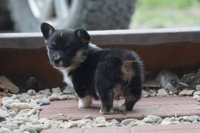 Pembroke Welsh Corgi Puppies media 3