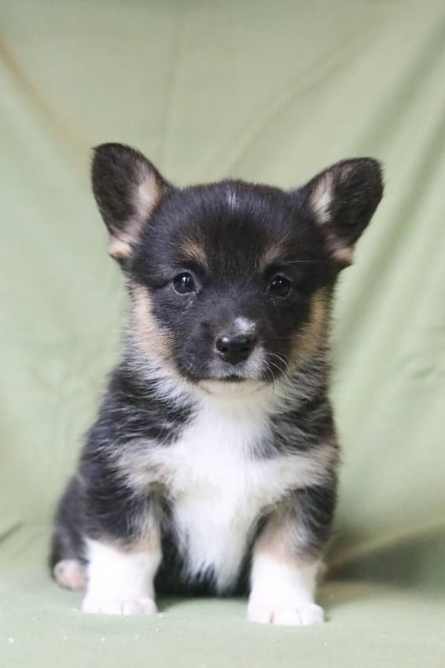 Pembroke Welsh Corgi Puppies media 4