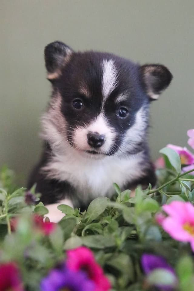 Pembroke Welsh Corgi Puppies media 5