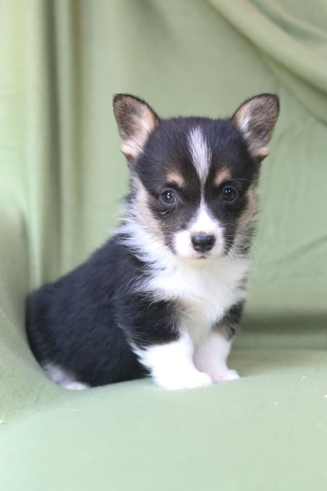 Pembroke Welsh Corgi Puppies media 6