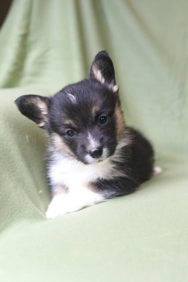 Pembroke Welsh Corgi Puppies media 7