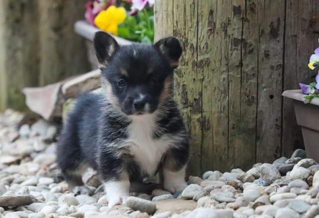 Pembroke Welsh Corgi Puppies media 8