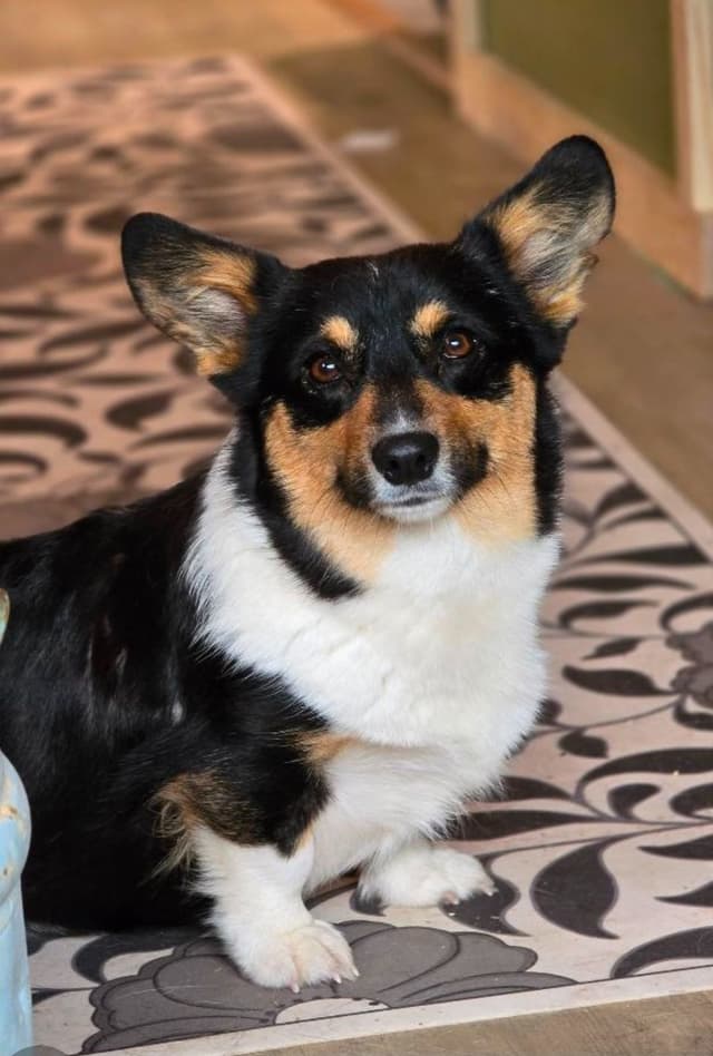 Pembroke Welsh Corgi Puppies media 9