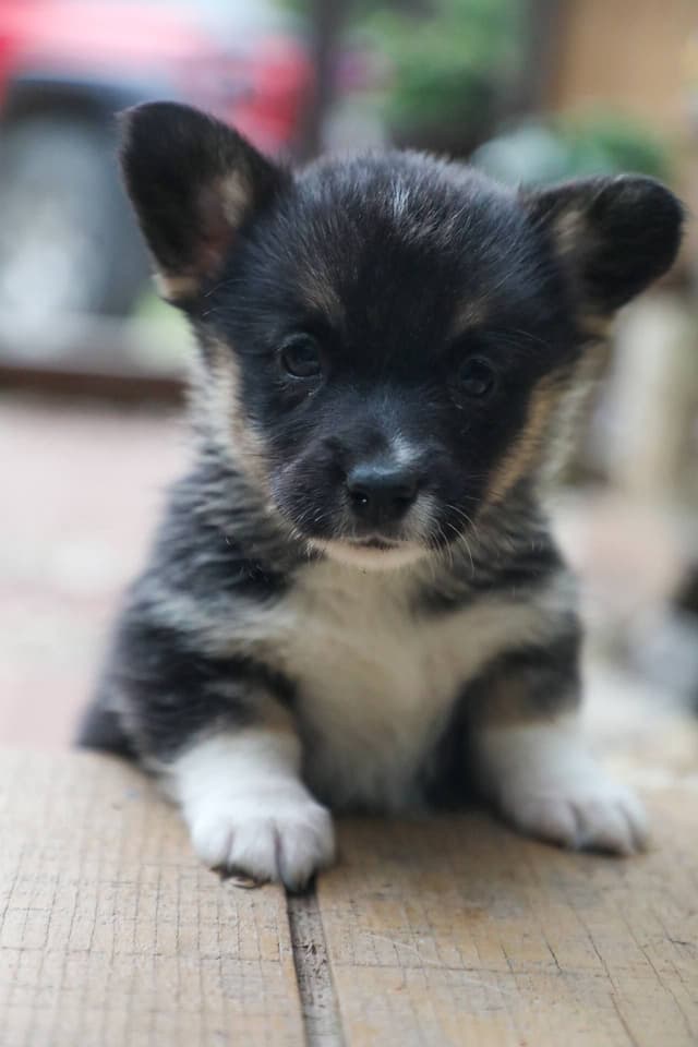 Pembroke Welsh Corgi Puppies media 10