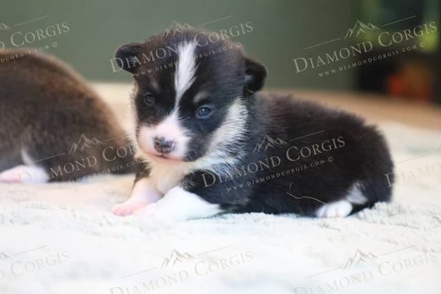 Pembroke Welsh Corgi Puppies media 11