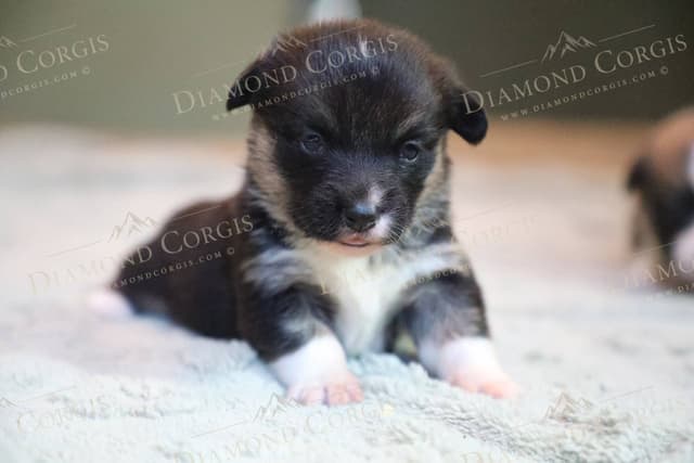 Pembroke Welsh Corgi Puppies media 12