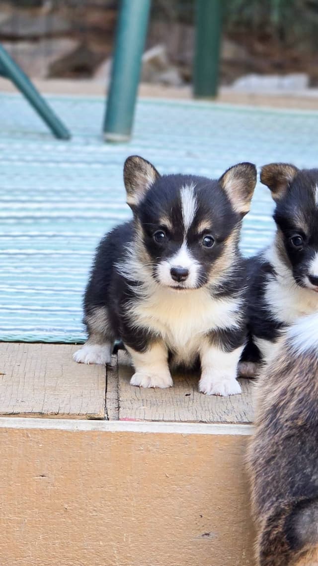 Pembroke Welsh Corgi Puppies media 13