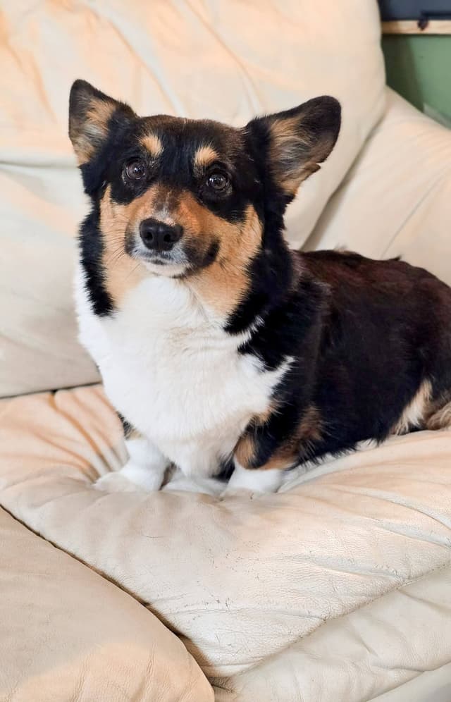 Pembroke Welsh Corgi Puppies media 14