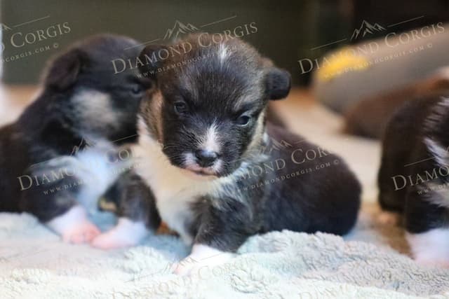 Pembroke Welsh Corgi Puppies media 15