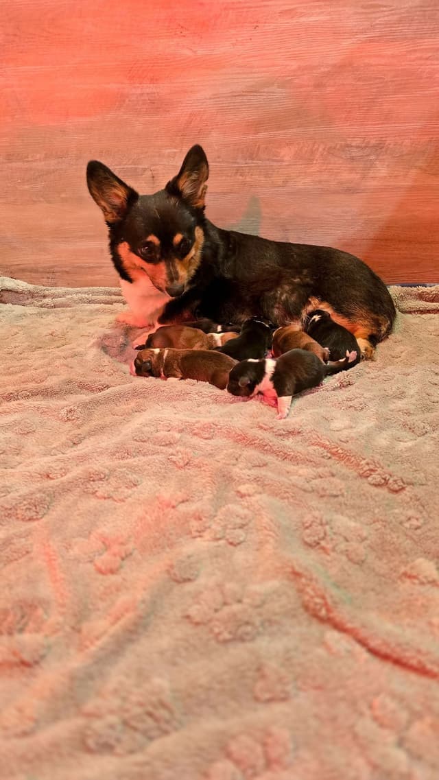 Pembroke Welsh Corgi Puppies media 16