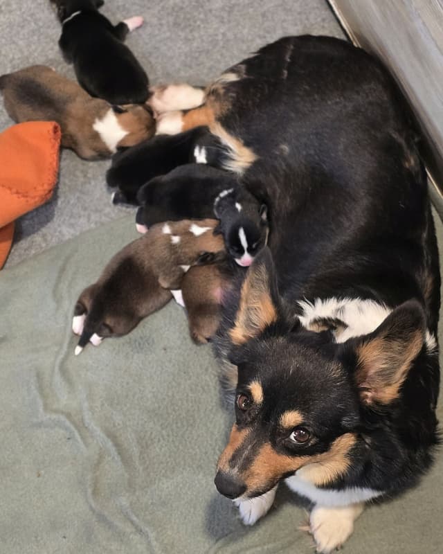 Pembroke Welsh Corgi Puppies media 17