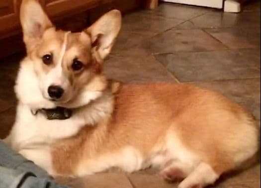 Pembroke Welsh Corgi Puppies media 18