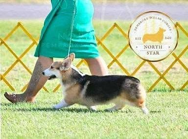 Pembroke Welsh Corgi Puppies media 2