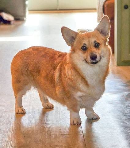 Pembroke Welsh Corgi Puppies media 3