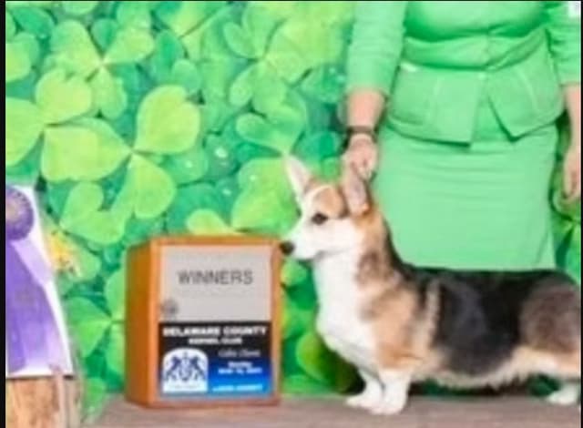 Pembroke Welsh Corgi Puppies media 4