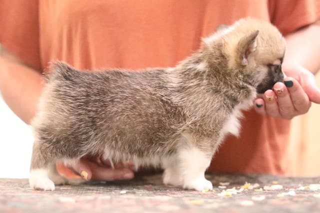 Pembroke Welsh Corgi Puppies media 5