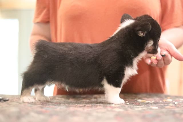 Pembroke Welsh Corgi Puppies media 7