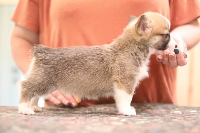 Pembroke Welsh Corgi Puppies media 8