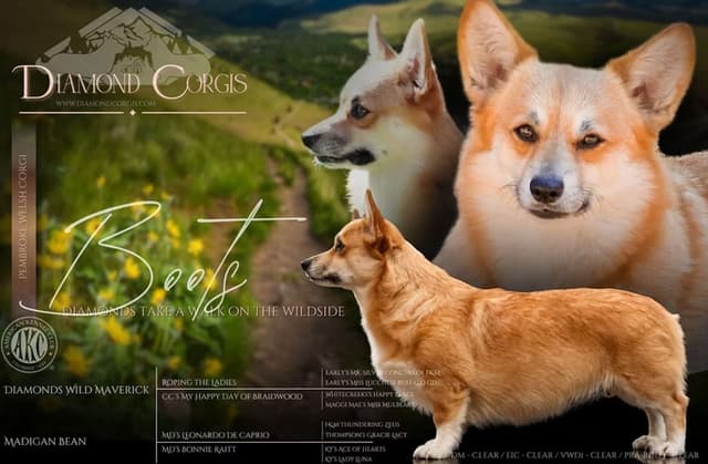 Pembroke Welsh Corgi Puppies media 9