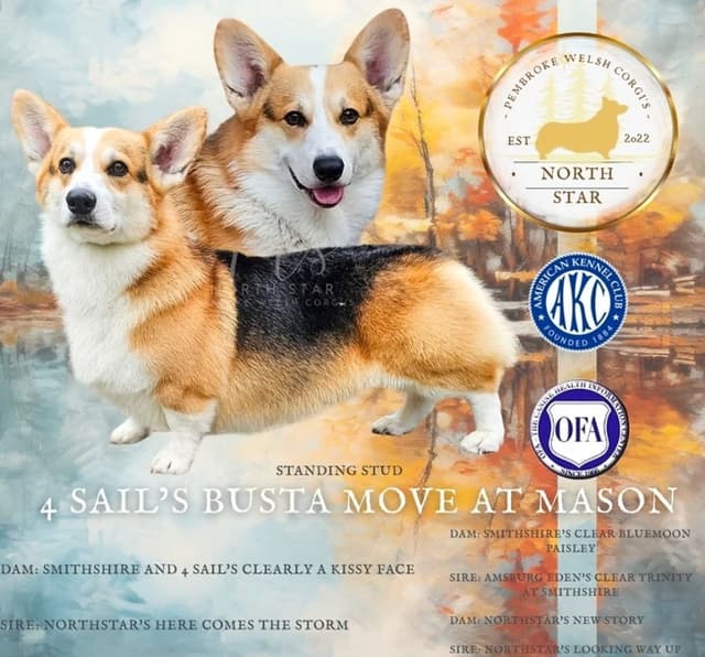 Pembroke Welsh Corgi Puppies media 13