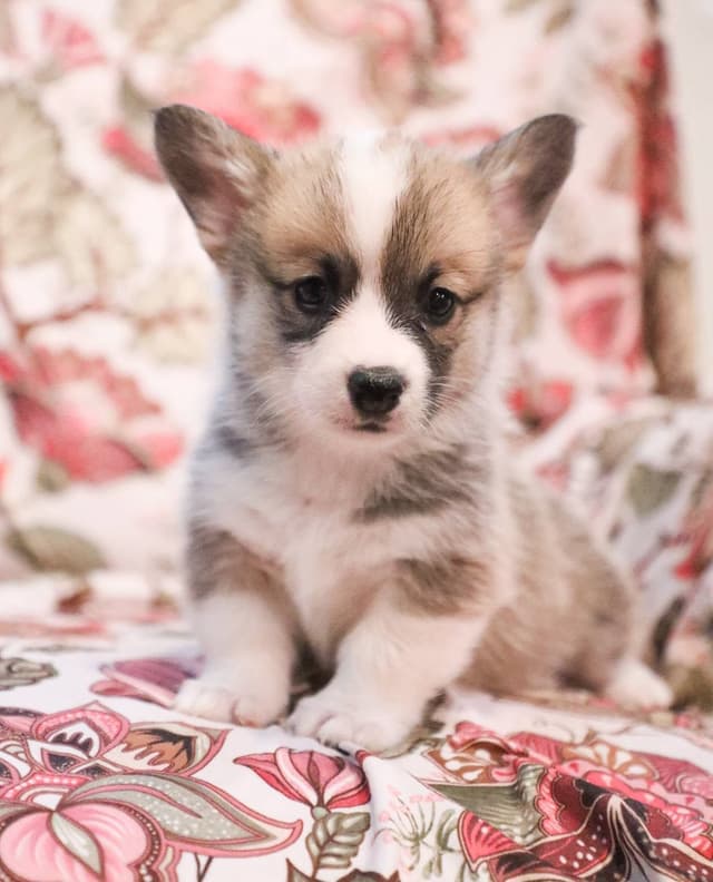 Pembroke Welsh Corgi Puppies media 11