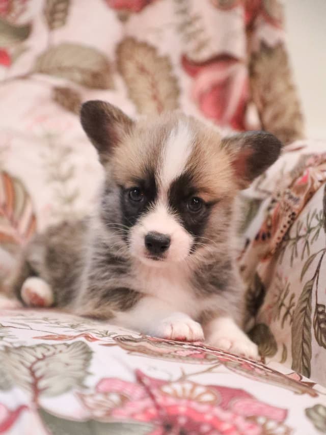 Pembroke Welsh Corgi Puppies media 10