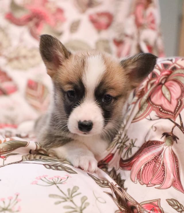 Pembroke Welsh Corgi Puppies media 12