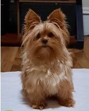 Yorkshire Terrier Puppies breeder image 1