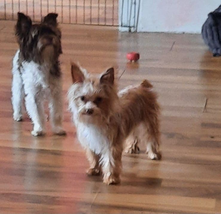 Yorkshire Terrier Puppies breeder image 4