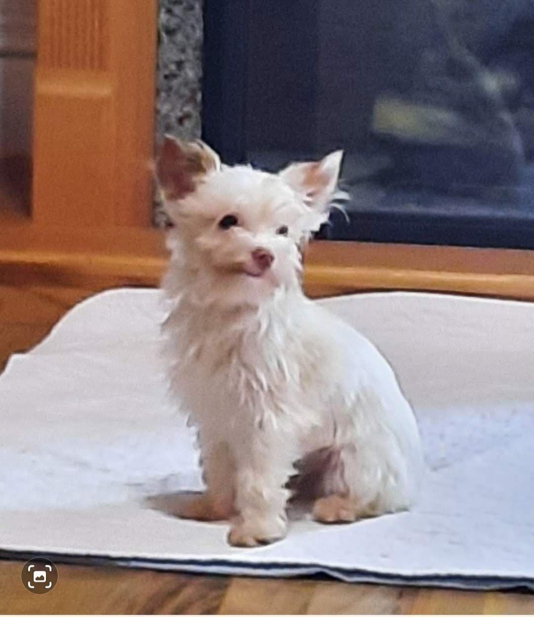 Yorkshire Terrier Puppies breeder image 7