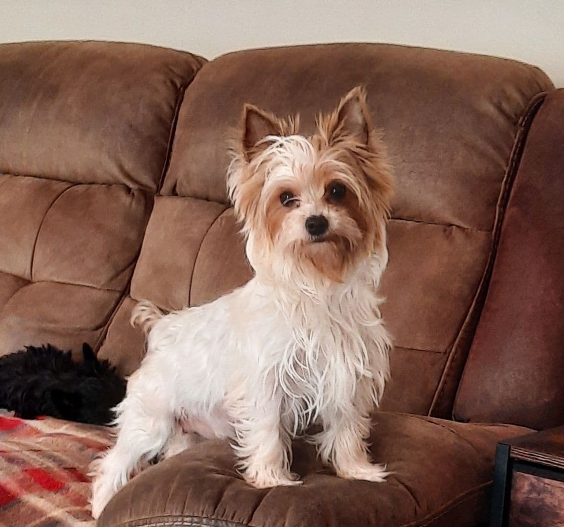 Yorkshire Terrier Puppies breeder image 9