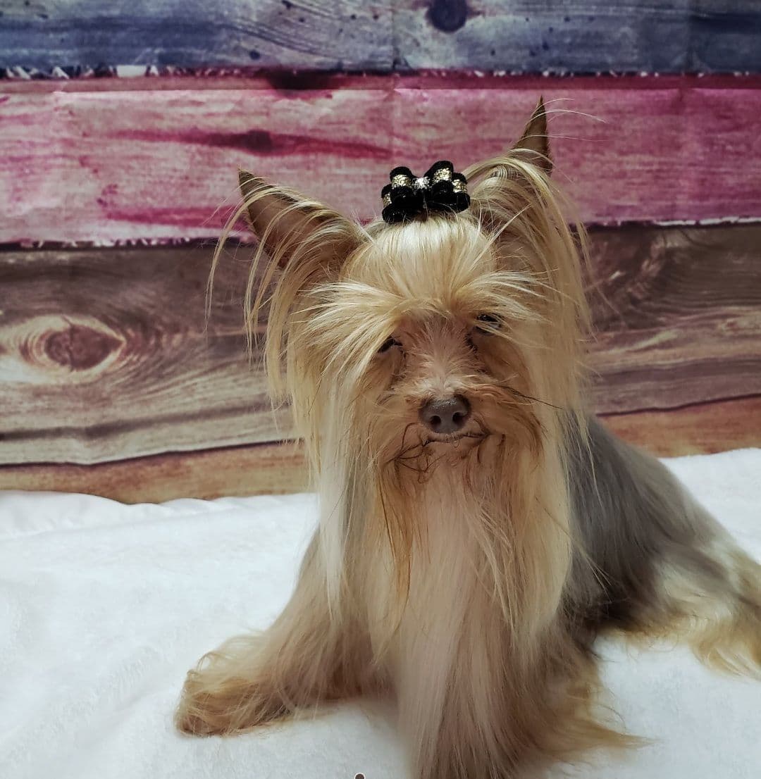 Yorkshire Terrier Puppies breeder image 11