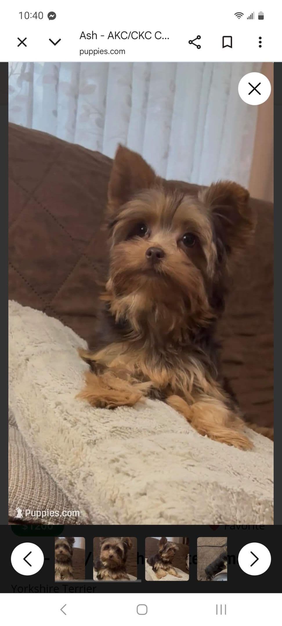 Yorkshire Terrier Puppies breeder image 12