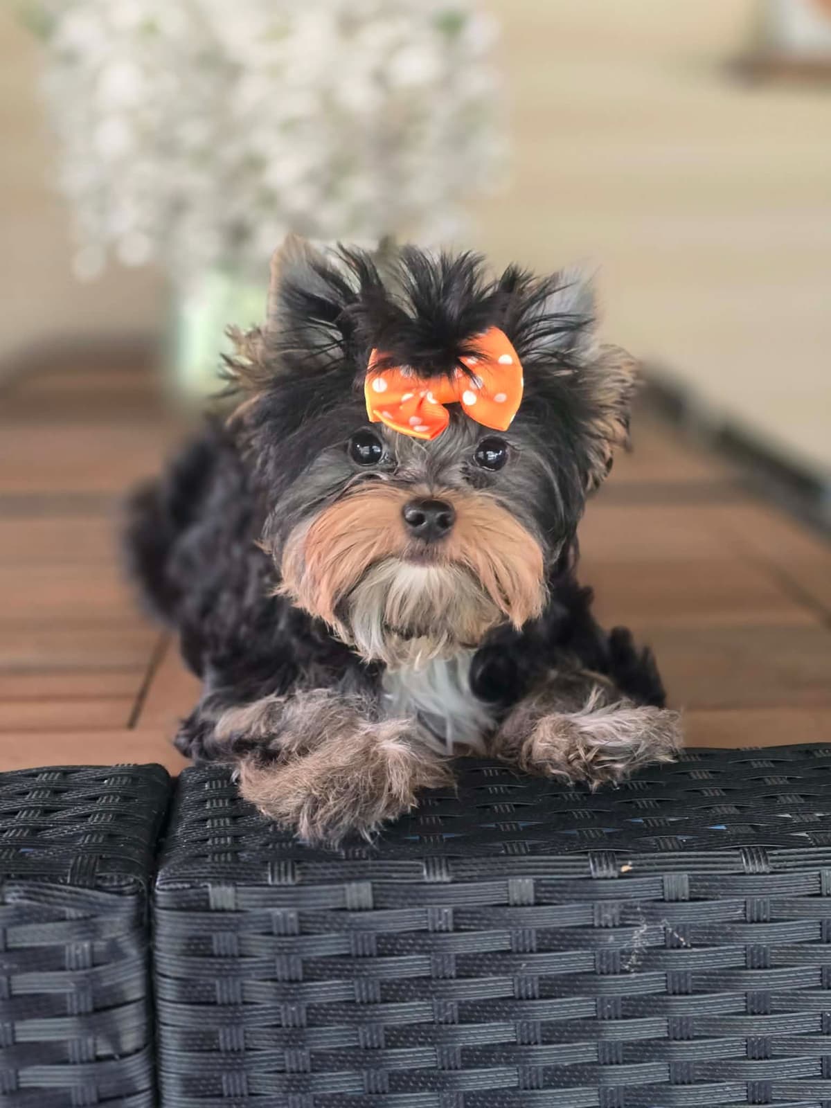 Yorkshire Terrier Puppies breeder image 13