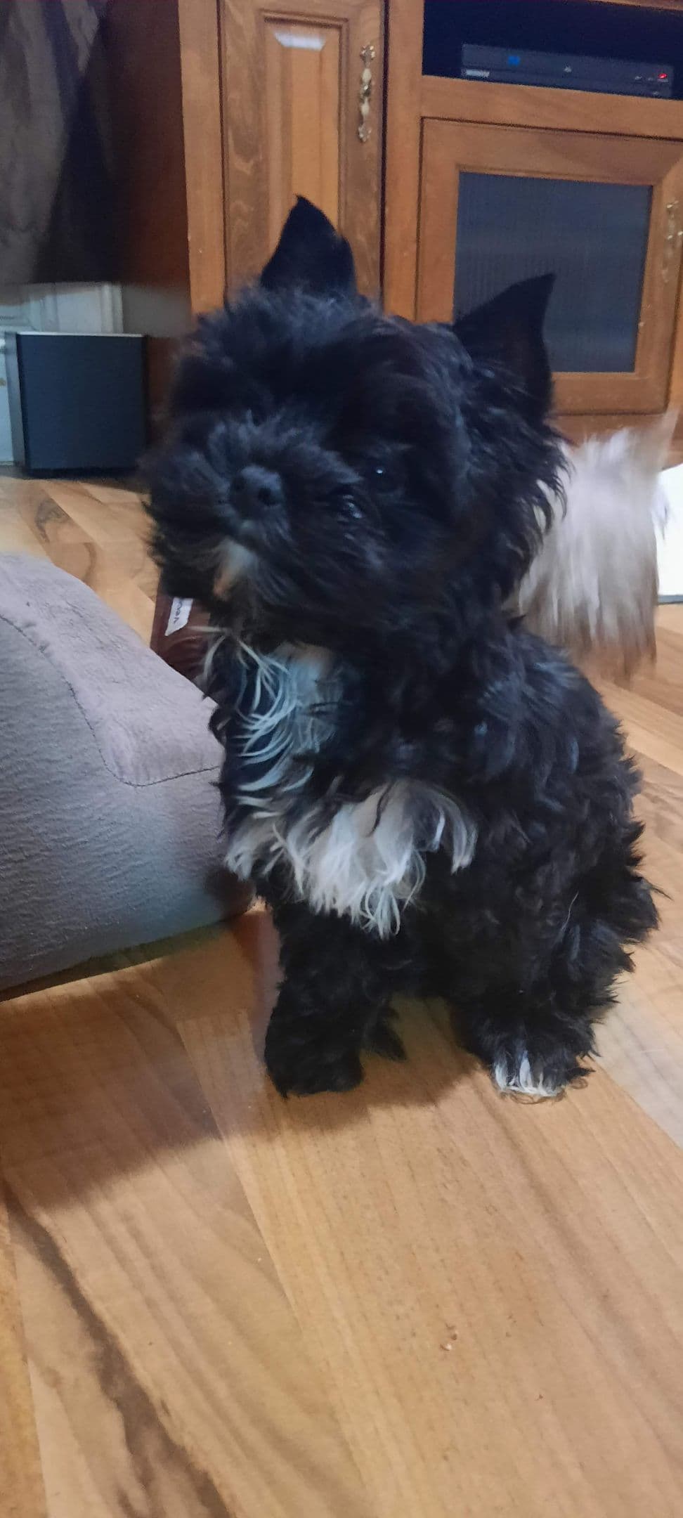 Yorkshire Terrier Puppies breeder image 14