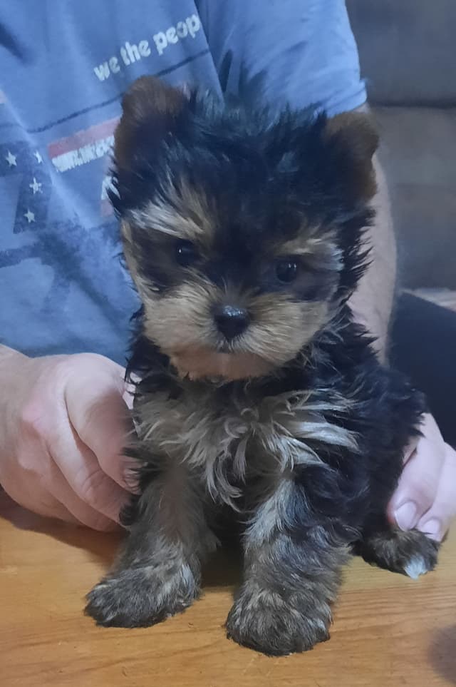 Yorkshire Terrier Puppies media 3