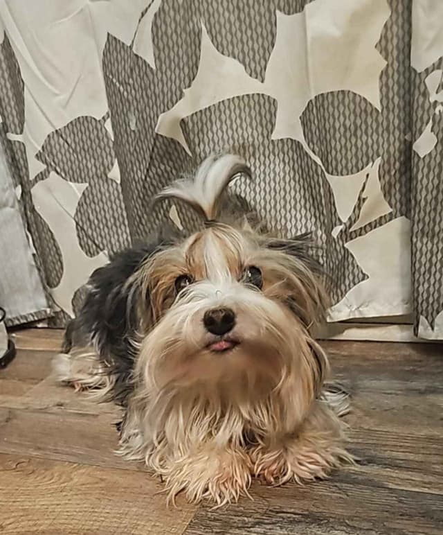 Yorkshire Terrier Puppies media 2