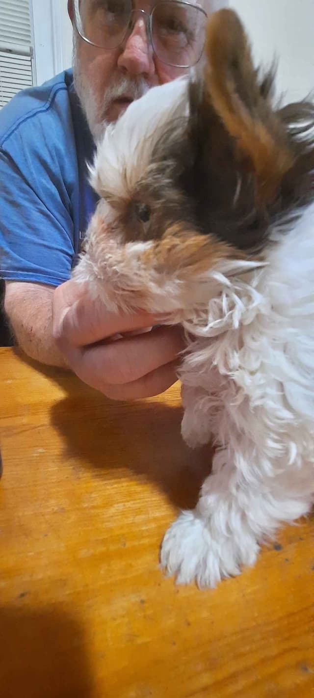Yorkshire Terrier Puppies media 7