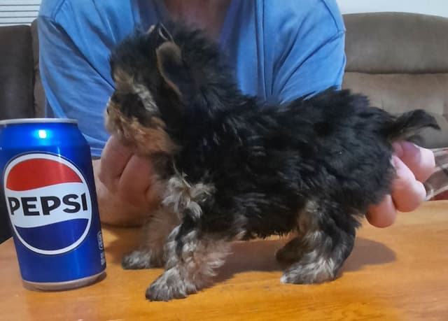 Yorkshire Terrier Puppies media 4